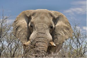 Impressionen aus Namibia von Otto Haalboom