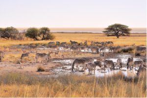 tiere zebra